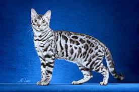 Complete owner's guide to bengal cat and kitten care: Animal Encyclopedia Bengal Cat Silver Bengal Cat White Bengal Cat Bengal Kitten