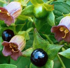 Birth Month Flower Grow Kit Instructions Pin On Poison Toxic And Beautiful