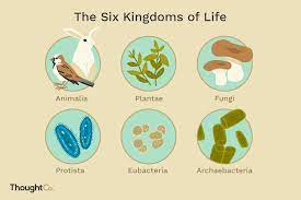 Maybe you would like to learn more about one of these? The Six Biological Kingdoms