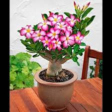 Cara membuat sketsa bunga tulip. Jual Tanaman Bunga Bibit Adenium Tanaman Bunga Kamboja Kab Bogor Taman Alami Tokopedia
