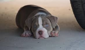Schau dir angebote von ‪puppy puppies‬ auf ebay an. 2x Venom The Best Lilac Lilac Tri Colored Pocket American Bully Puppies American Bully Pocket Bully Puppies