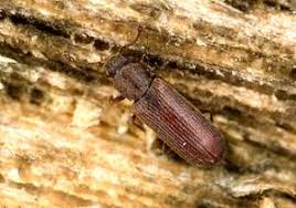 Nacktschnecken sind schädlinge im garten. Parkettkafer Erkennen Bestimmen Und Bekampfen