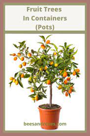 Growing Fruit Trees In Containers Doesn T Have To Be Hard Or Take A Lot Of Space If You Love Fruit It Is A Great Fruit Trees Fruit Garden Growing Fruit Trees