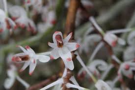 Image result for Solenangis