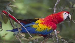 Birds That Start With A P Divlji Papagaji Daju Imena Sebi I Mladuncima Parrot Macaw Parrot All Birds