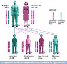 Autosomal Dominant Inheritance Pattern Genetics Ehlers Danlos Awareness Ehlers Danlos Syndrome Awareness