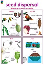 Poster Seed Dispersal Seed Dispersal Seed Science Plant Science