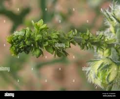 Image result for Tragia okanyua