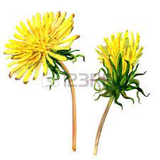 Billedresultat For Dandelion Watercolor Yellow Flower Tattoos Dandelion Tattoo Dandelion Flower