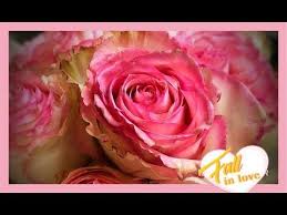 Maybe you would like to learn more about one of these? How To Preserve Roses With Wax Dipping How To Preserve Flowers Waxed Dipped Roses Wax Flowers