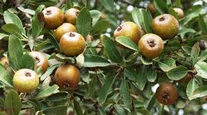 Image result for Pyrus