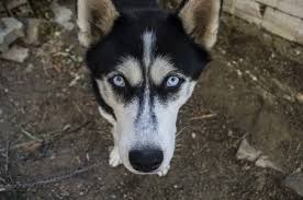 Check spelling or type a new query. How Much Do Huskies Cost The 6 Factors Of Husky Prices