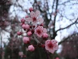 Flores E Botoes De Cerejeira Wallpapers O papel de parede com flores bem escolhido e um item decorativo que faz toda a diferenca no ambiente. flores e botoes de cerejeira wallpapers