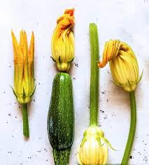 After flowering, the plants produce fruit. Greek Stuffed Squash Blossoms The Greek Foodie