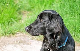 Check spelling or type a new query. Flat Coated Retriever Uks 1 Pet Blog