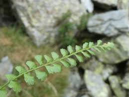 Image result for Asplenium simii
