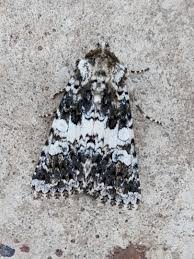 Image result for Hadena compta