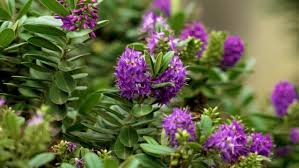 Image result for shrubby veronica hebe