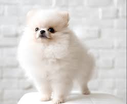 Tiny Pomeranian How Much Do They Cost Hellow Dog Pomeranian Dog White Pomeranian White Fluffy Dog