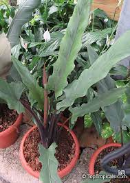 Starter plant alocasia lauterbachiana elephant ear house plant 4 potted. Alocasia Sp Alocasia Taro Toptropicals Com