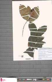 Image result for Aneulophus