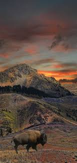 Oh Give Me A Home Where The Buffalo Roam Oh Give Me A Home Where The Buffalo Roam National Parks Nature Mother Nature