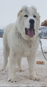 Central asian shepherd dogs come in long and short coat varieties. Alabai Reis Huge Dogs Alabai Dog Dogs
