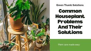 Houseplant Sos The Ultimate Guide To