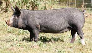 Pin De Shana Peterson Em Pig Breeds I Want Suinocultura Monstros Classicos Porcos