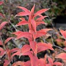 Image result for Albertisia exelliana