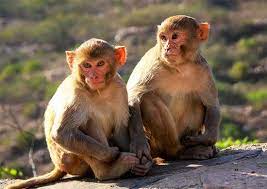 Rhesus Macaques Animals Wild Animals Rhesus Monkey