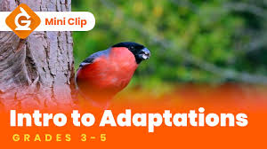 Huddle together to conserve heat, without this they behaviors science social prezi l.i.m.s. Animal Adaptation Theschoolrun
