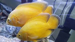 Untuk harganya mirip dengan ikan oscar albino, yaitu yang masih kecil sekitar 55.000 sedangkan yang sudah dewasa harga ikan oscar lemon mencapai 150.000 untuk per. Ikan Oscar Harga Jenis Cara Budidaya Dan Cara Merawat