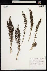 Image result for Suaeda plumosa