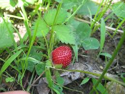 Image result for Wild Strawberry 1990 Tracer