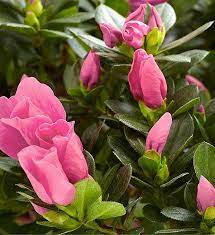 Check spelling or type a new query. Azalea Bonsai 1800flowers Com 18201