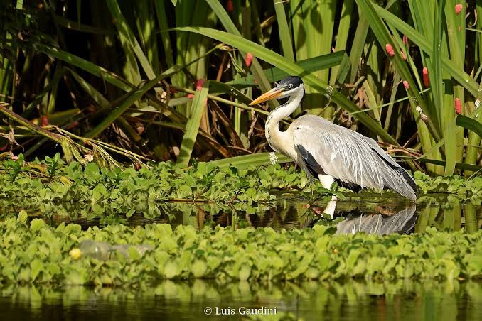 Reserva Ecológica de Buenos Aires, Argentina