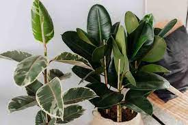 We did not find results for: Rubber Tree Plant Care Growing Rubber Fig Ficus Elastica