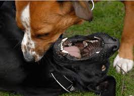 Reasons Why Dogs Growl Pethelpful
