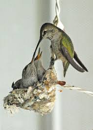 How do hummingbirds know when to migrate? Hummingbird Mom Feeding Babies Photo By Linda Donnelly National Geographic Your Shot Hummingbird Pictures Beautiful Birds Hummingbird
