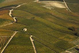 Image result for Vigna mildbraedii