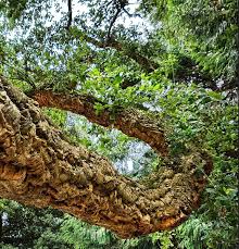 Image result for Quercus suber