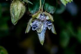 Image result for Hibiscus fuscus