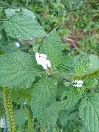Image result for Vernonia congolensis