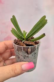 Image result for Aerangis kirkii