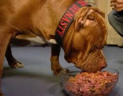 Pit Bull Health How To Properly Feed Your Pit Bull