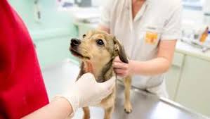 Bei rüden sind es die hoden, bei einer hündin die eierstöcke. Temporare Alternative Zur Kastration Des Hundes Tiere