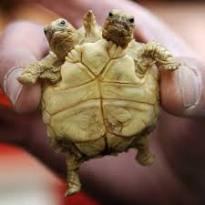 Oh Animals Ohanimals Deformed Animals Baby Turtles Turtle