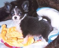 Puppyfinder.com is your source for finding an ideal chihuahua puppy for sale in florida, usa area. Chihuahua Puppy Chihuahuas For Sale Chihuahua Breeder Chihuahua Puppies Chihuahua Dog Breeders Long Haired Chihuahua Puppy Chihuahua Puppy For Sale Tiny Teacup Chihuahua For Sale Chihuahua Pups Chihuahua Breeders Blue Chihuahua For
