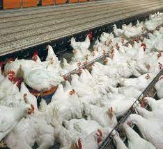With a dedicated team of experienced staff, we are able to provide comprehensive and flexible services to support poultry farmers to get better results. Pristine Dynamics Sdn Bhd Home Facebook